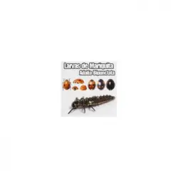Larvas De Mariquita (adalia Bipunctata)