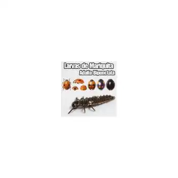 Larvas De Mariquita (adalia Bipunctata)